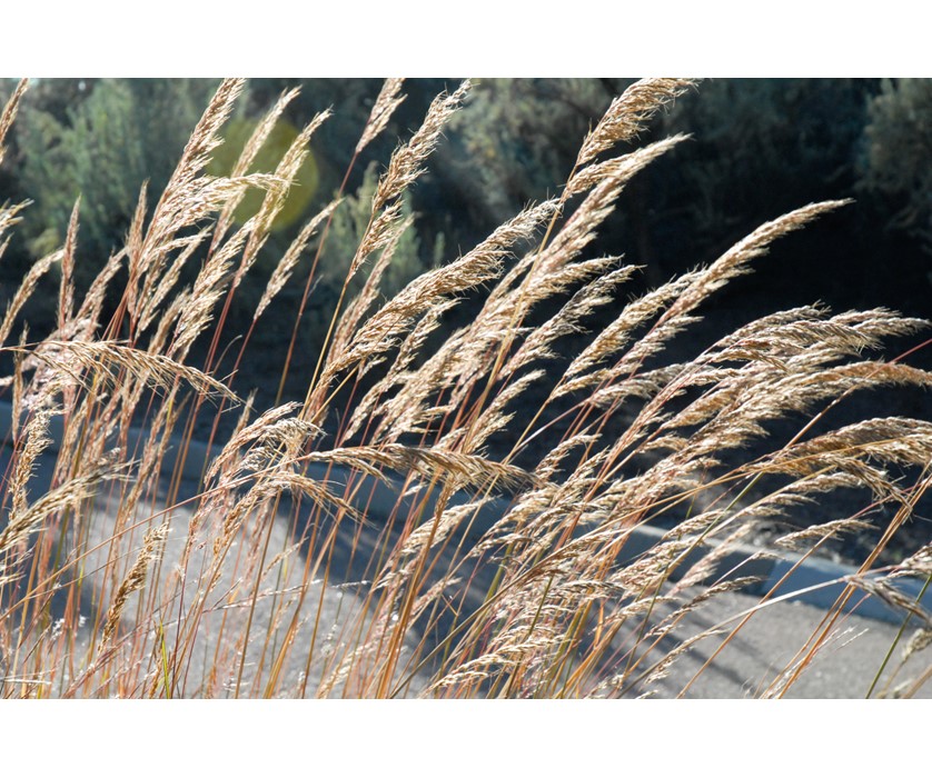 Indian Grass